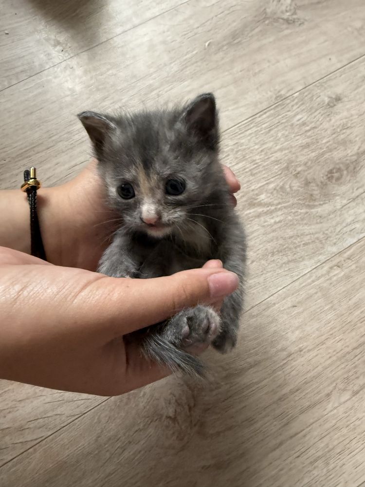 Отдам котят в хорошие руки