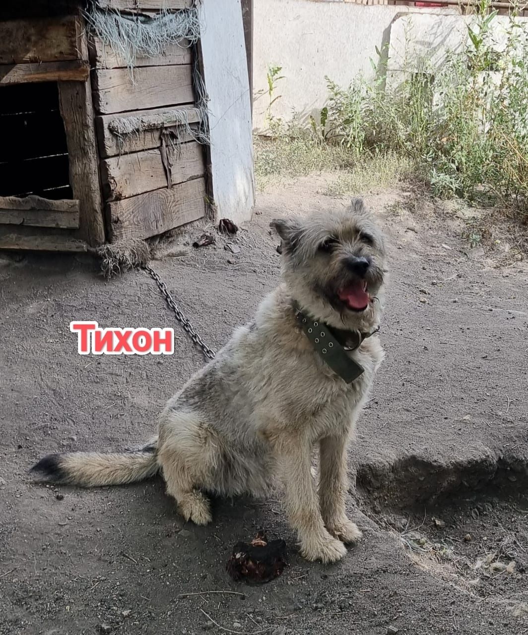 Дарю в добрые ответственные руки