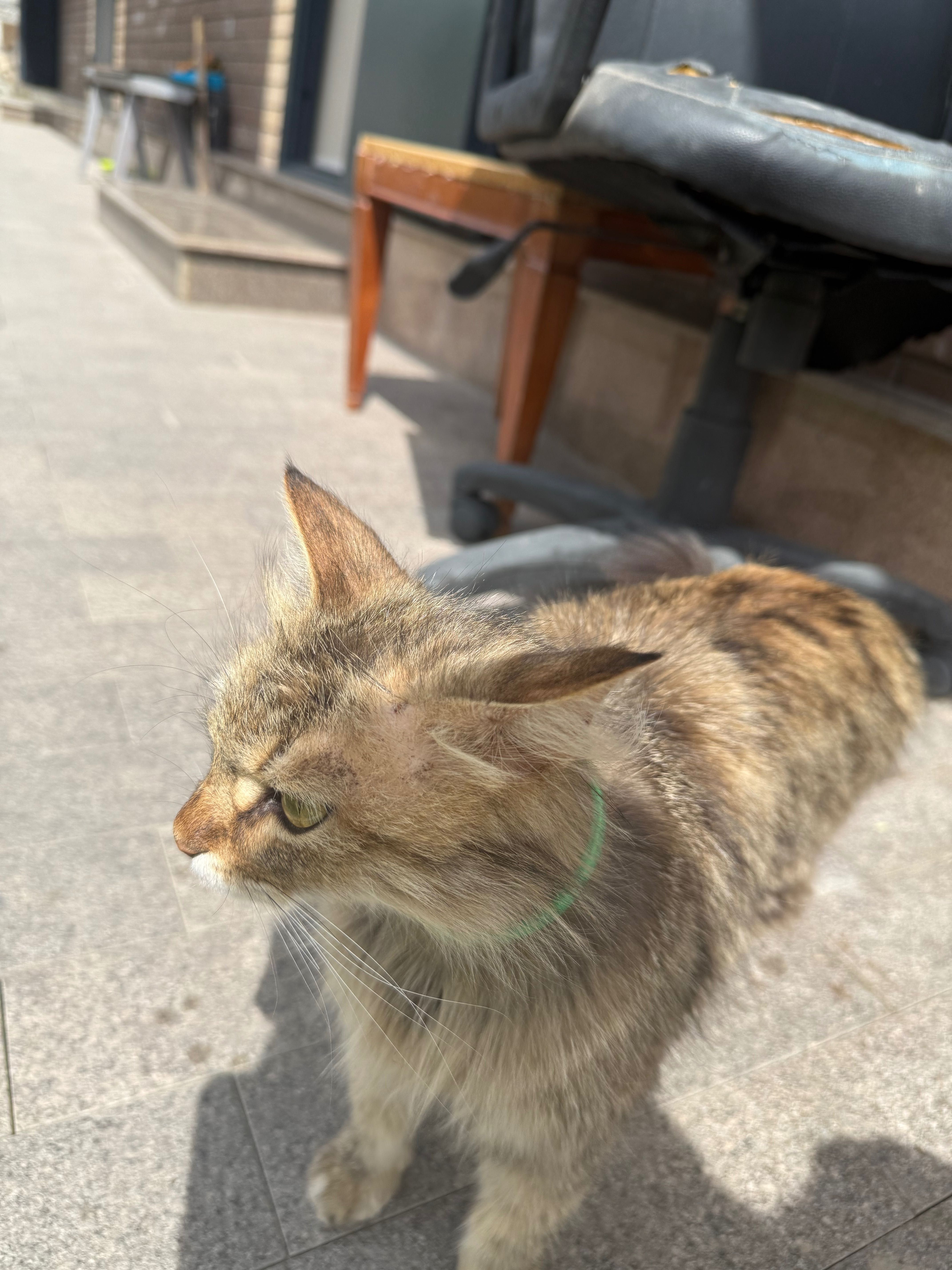 Отдаю котят в хорошие руки бесплатно