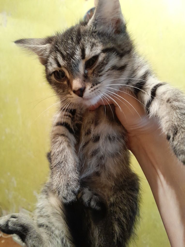 Дарю котят, 2 месяца. Срочно