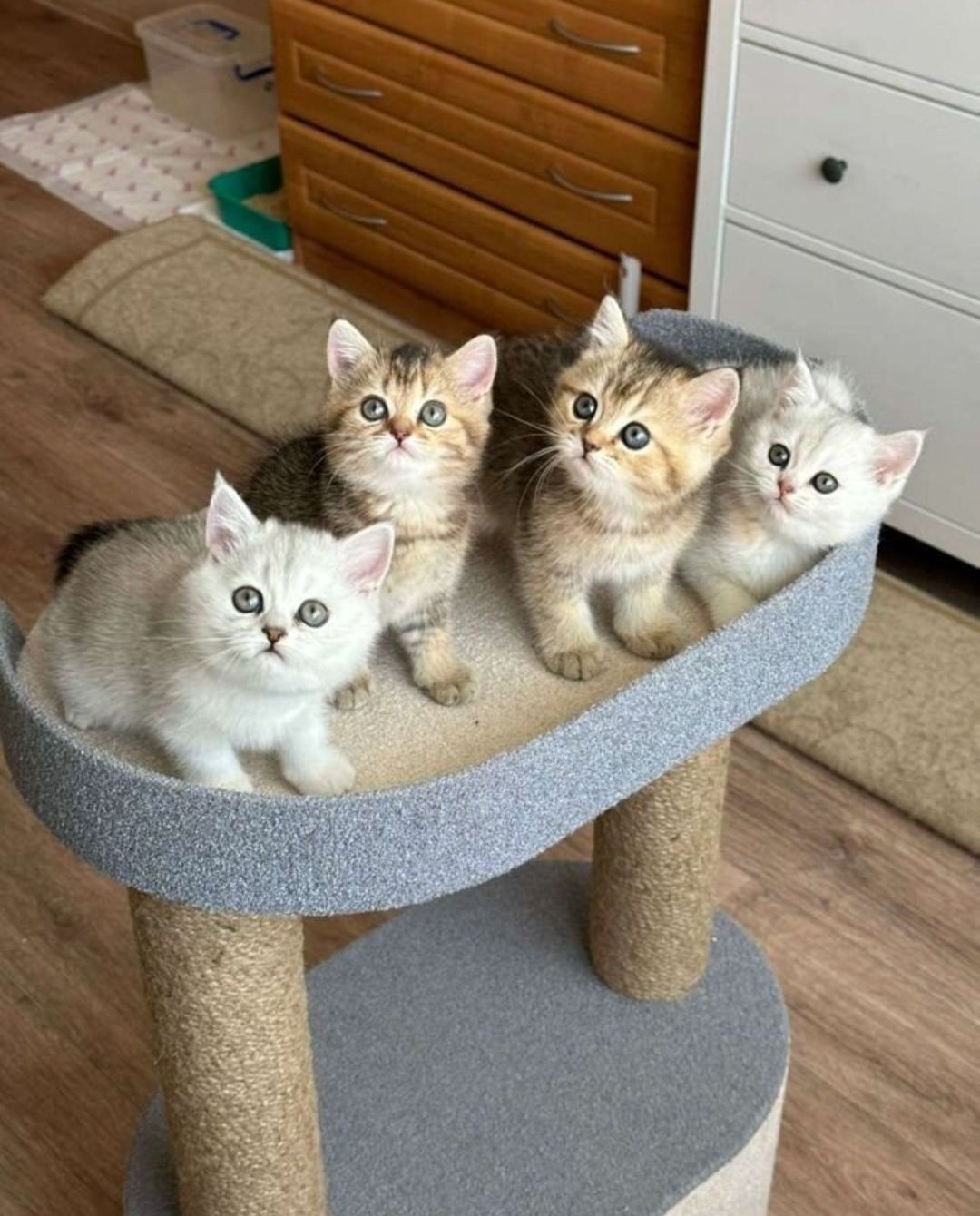Вязка опытного кота, британец окрас шиншила серебро, ждет невет!