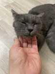 Кошка, 3 годика. Ориентировочно породистая - Корат или Русская голубая