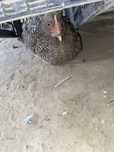 Тауық сатылад 4500
