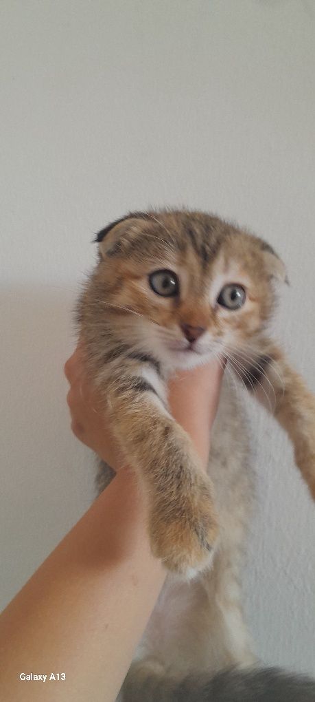 Продаётся котёнок