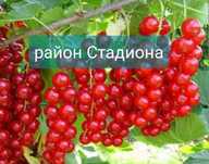 Смородина красная
