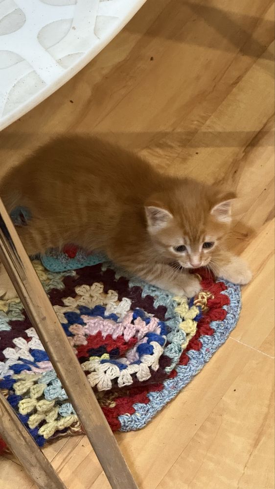 Отдам котят в доьрые руки