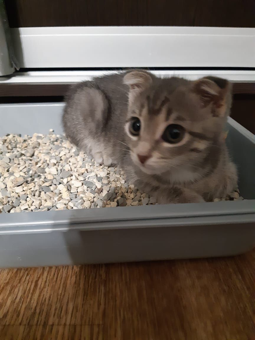 Продам котенка порода вислоухая