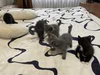 Отдам котят в хорошие руки