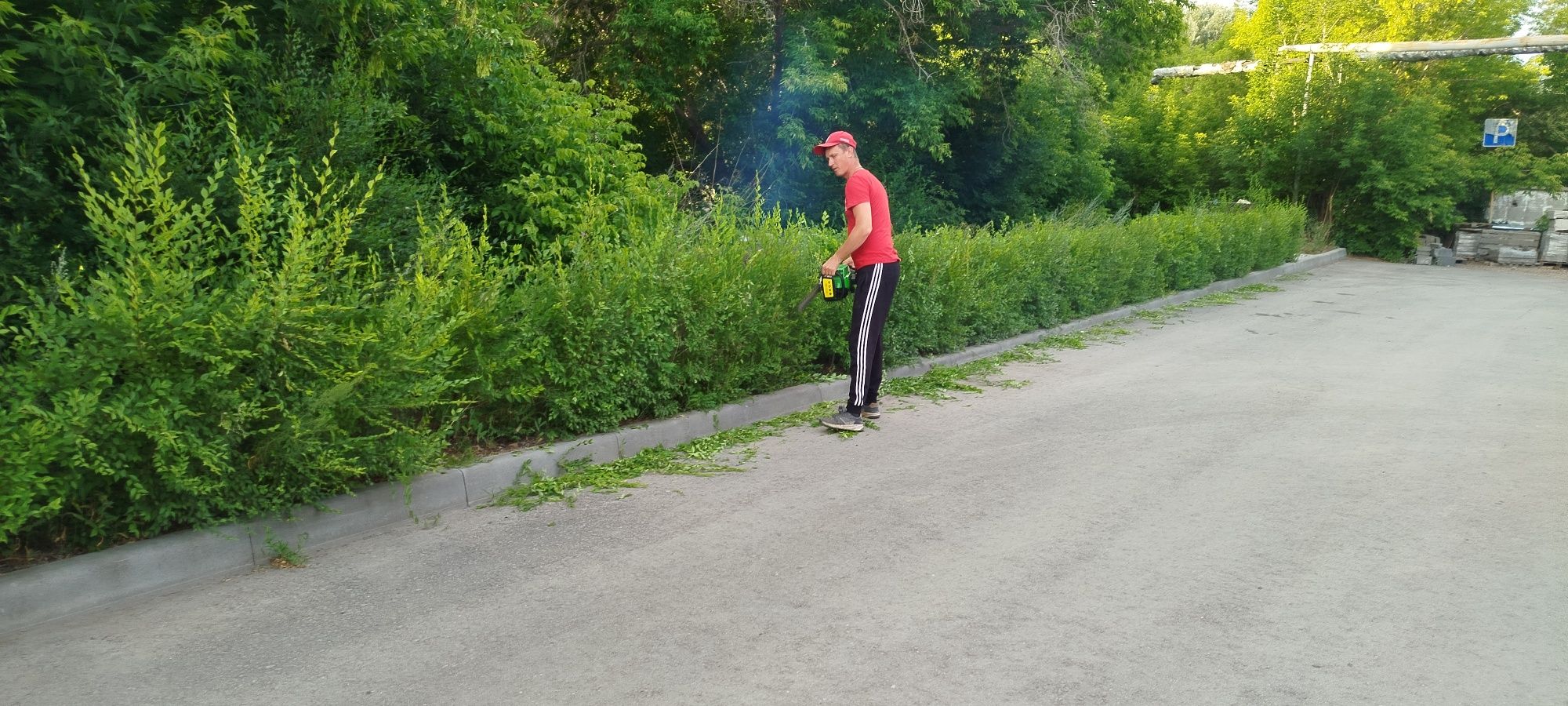 Живая изгородь обрезка