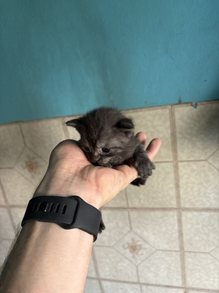 Продам красивых котят