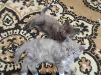 Отдам котят в добрые руки