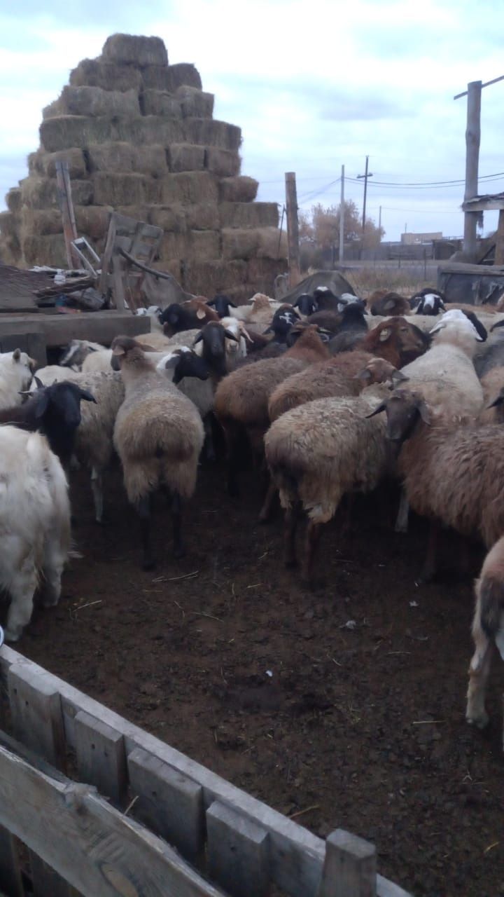 Продам крупно -  рогатый и мелкорогатый скот, лошадь.