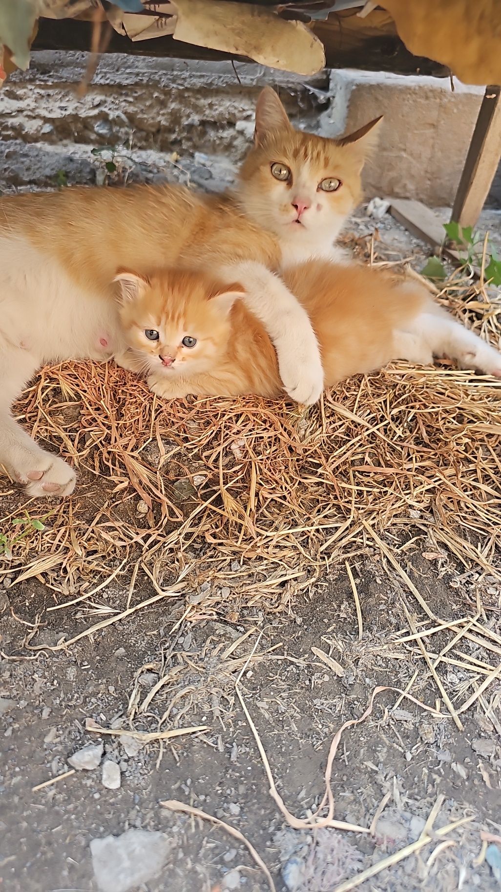 Отдам котёнка бесплатно
