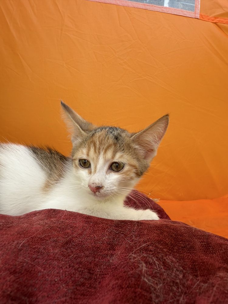 Котенок 2.5 месяца
