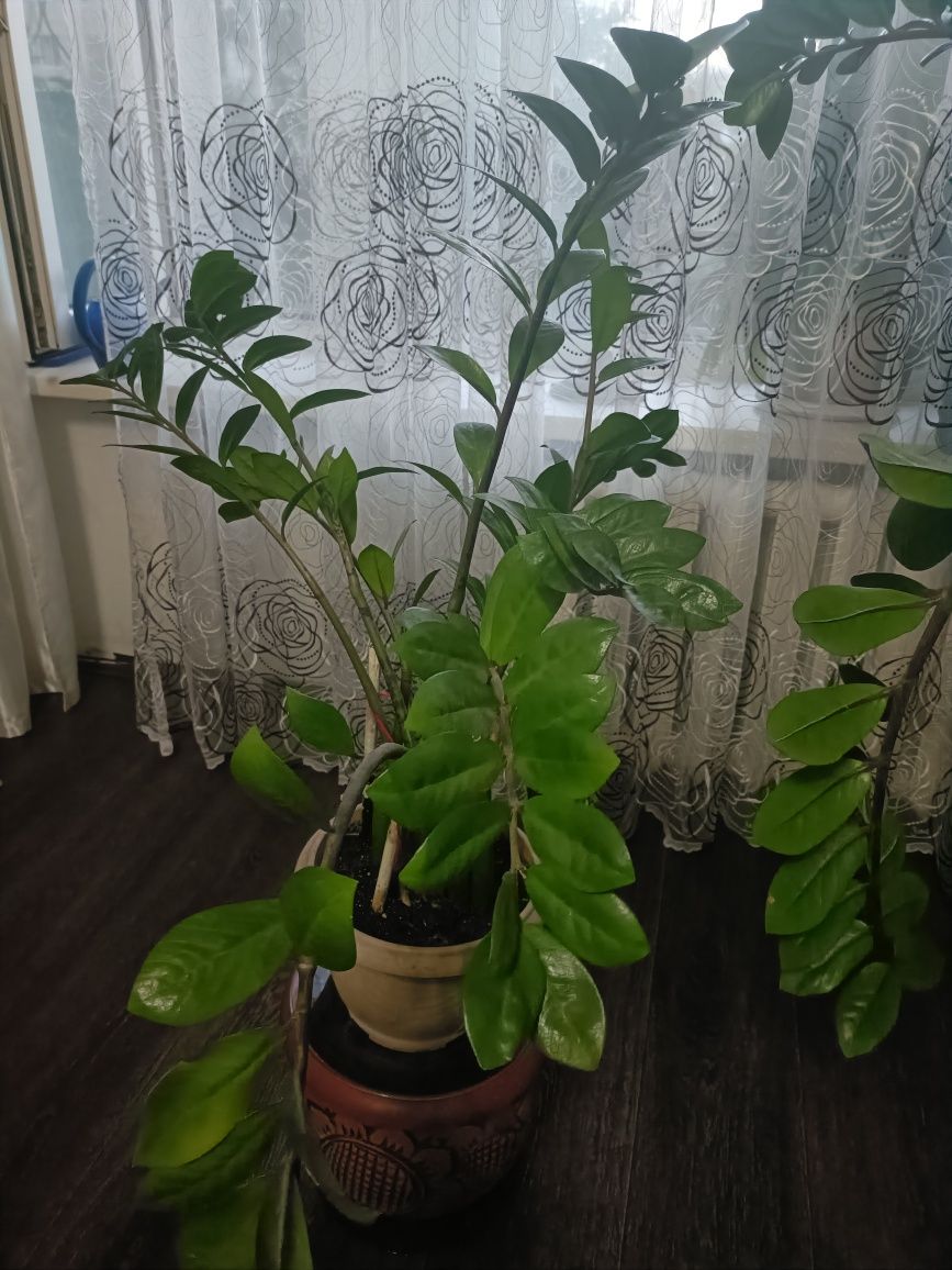Замиакулькас продам