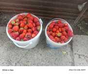 Продам клубнику, спелая, ароматная