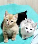 Котятки в Добрый ответственные руки