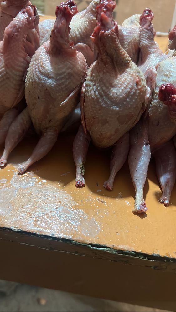 Мясо перепелки