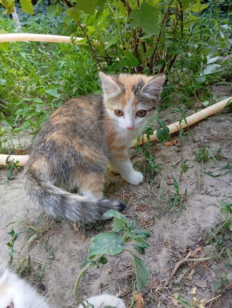 Отдам котят бесплатно