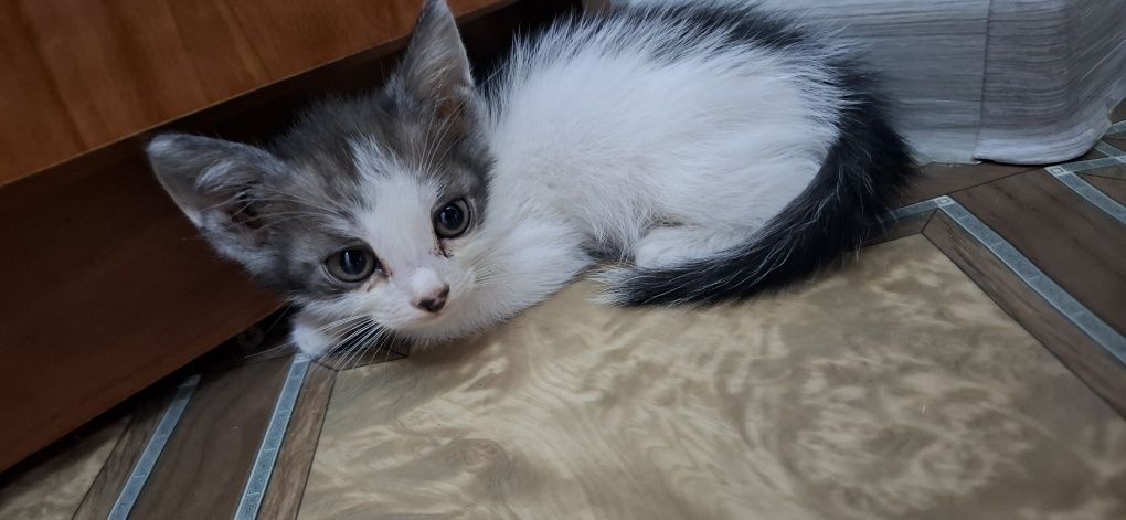 Отдам котят в добрые руки