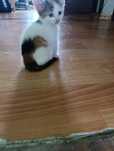 Отдаю котенка девочка