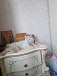 Отдам бесплатно кота,в добрые руки!
