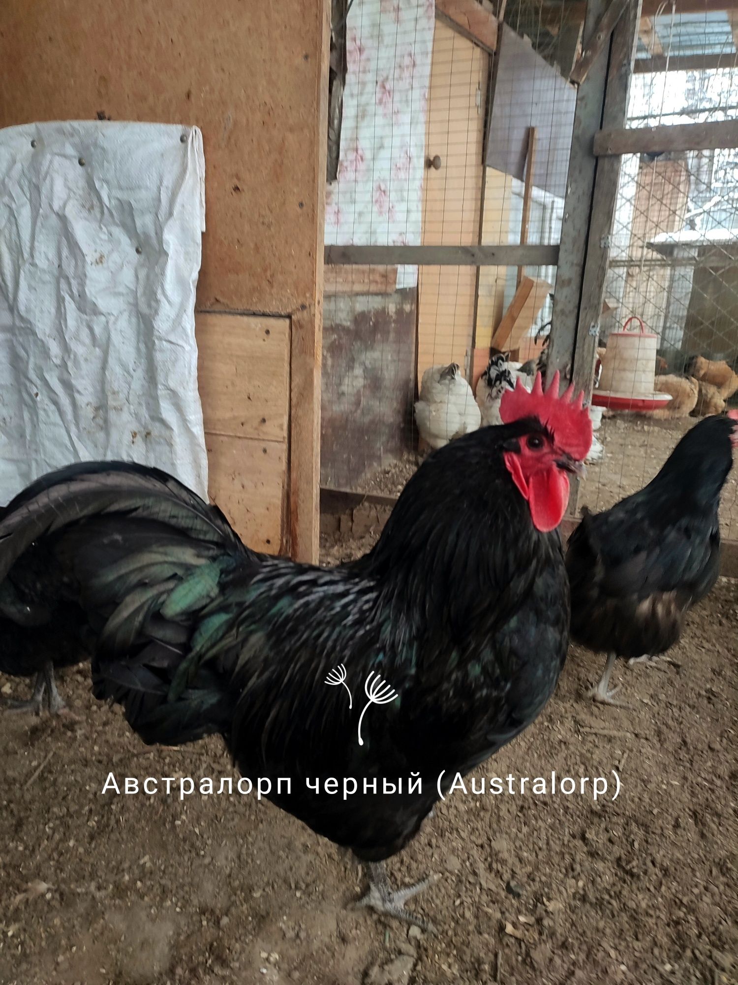 Продам 1+ 2 австролорп черный