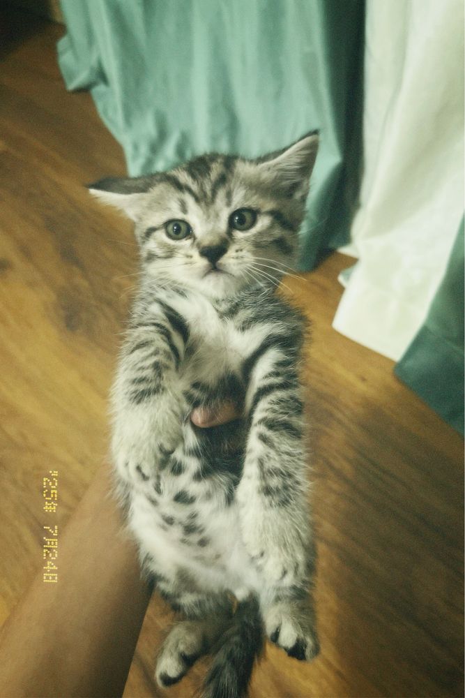 Продам в добрые руки милых котят