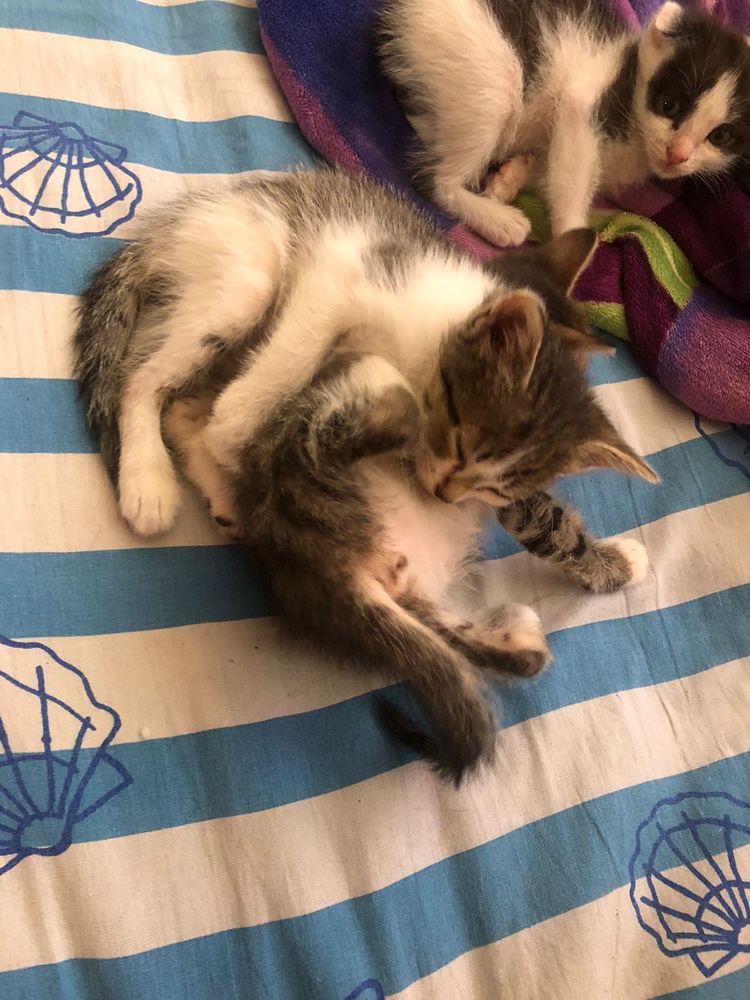 Милые котята ищут любящую семью!