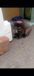 Котятки принцески