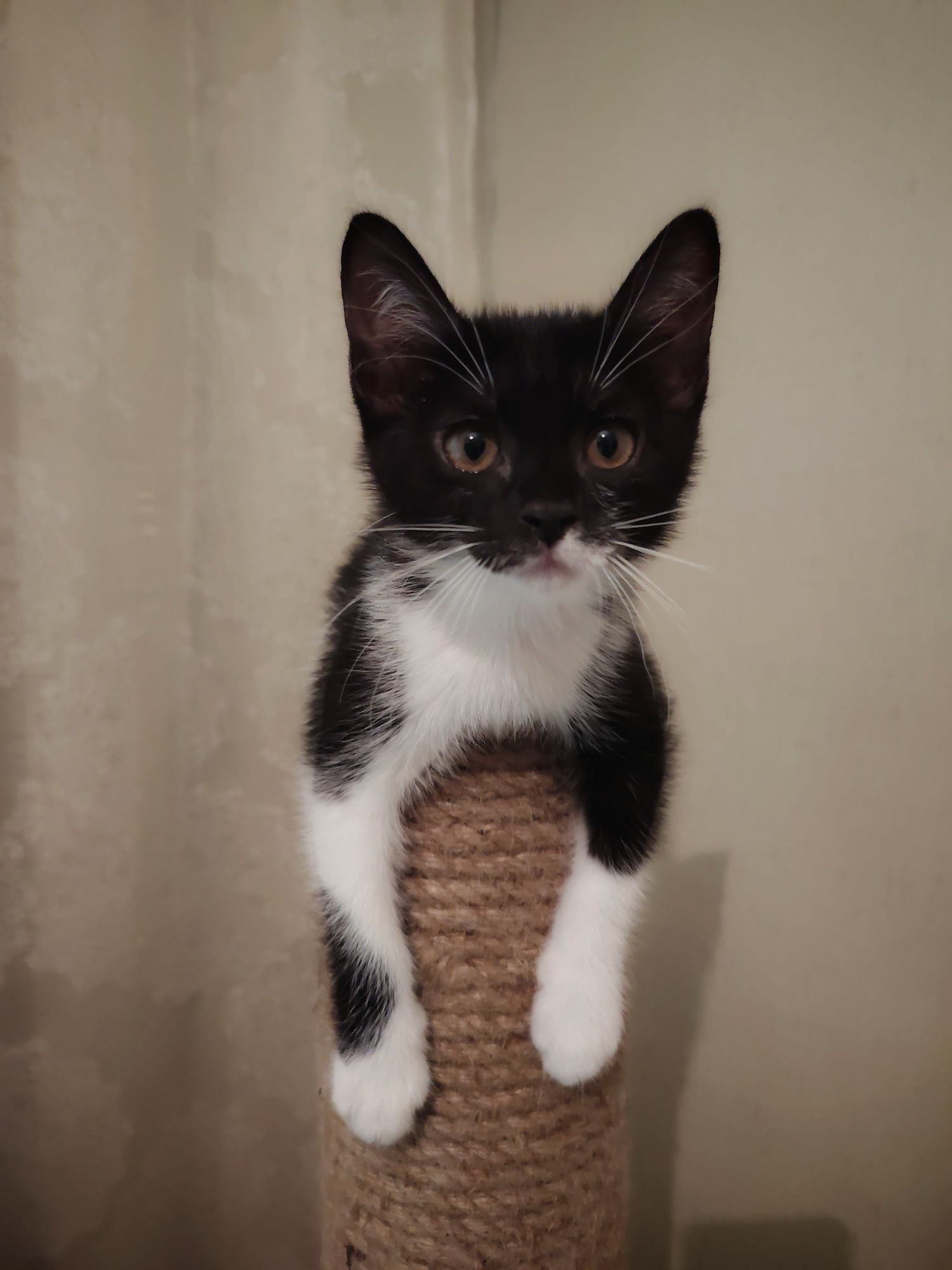 Котёнок девочка ищет семью
