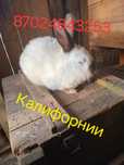 Продам кролики порода Калифорнии и албиносы и шиншила