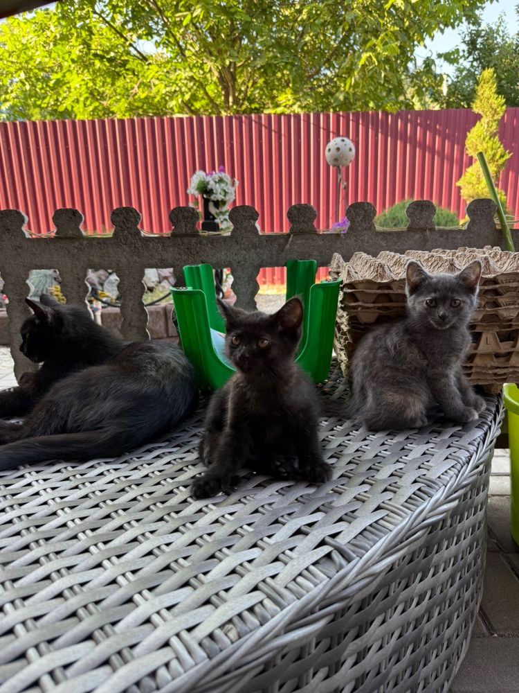 Отдам симпатичных  котят