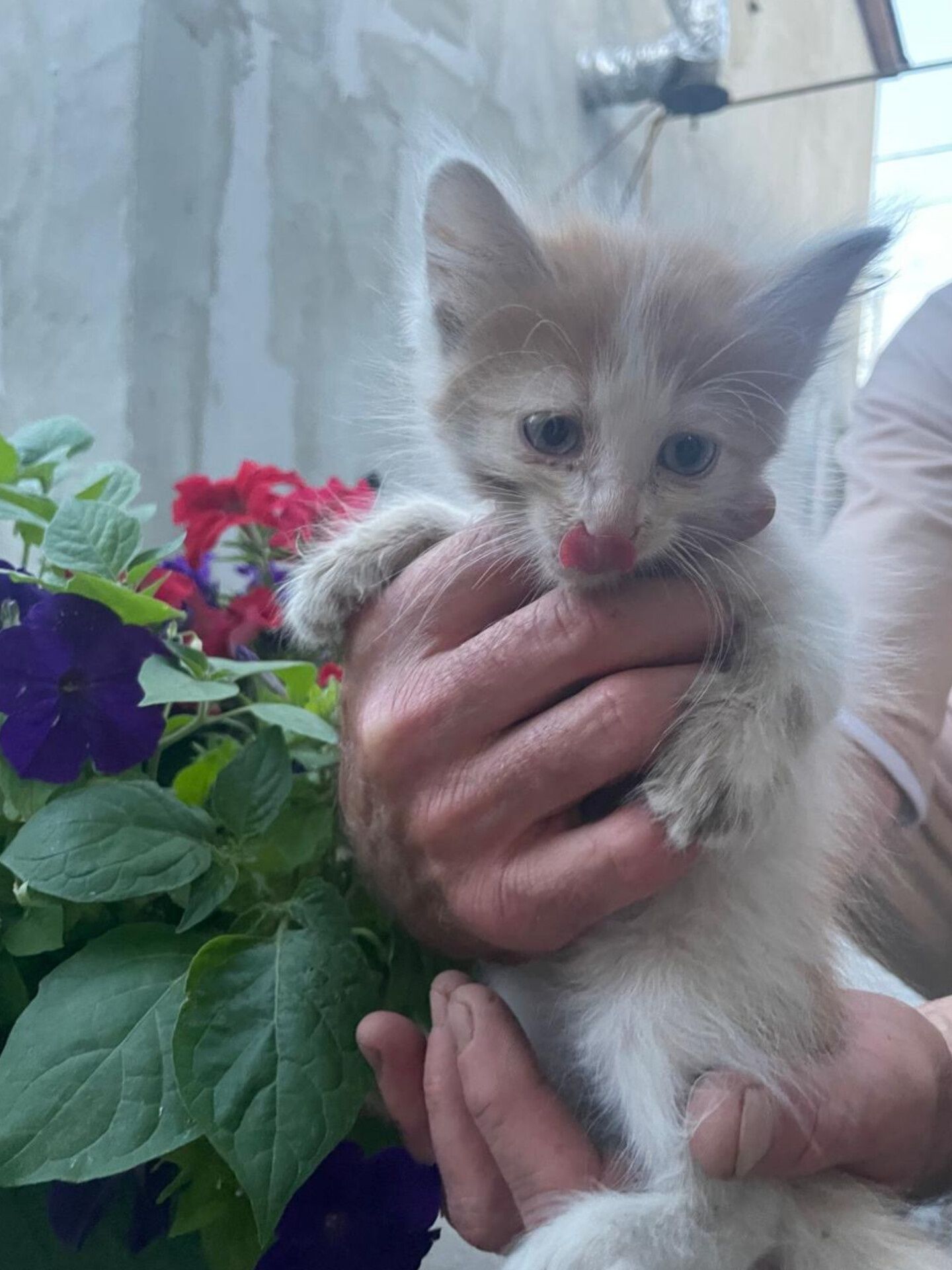 Отдам котят в хорошие руки