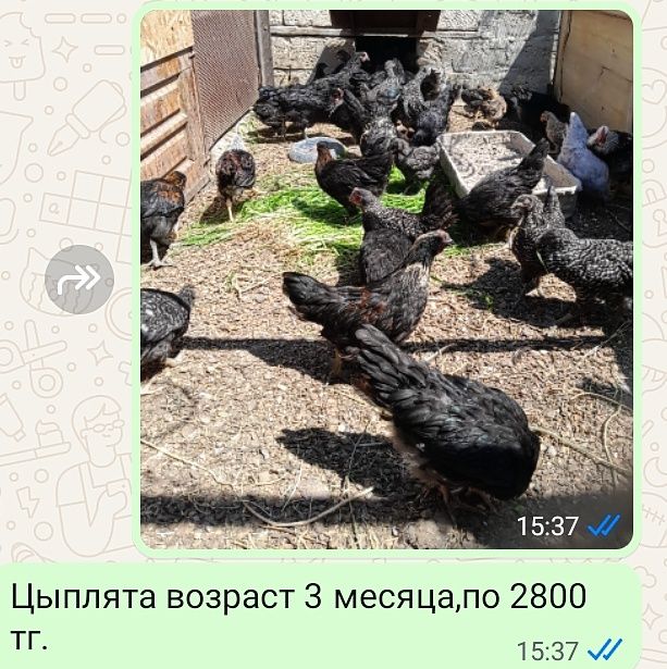 Цыплята,молодки,петухи
