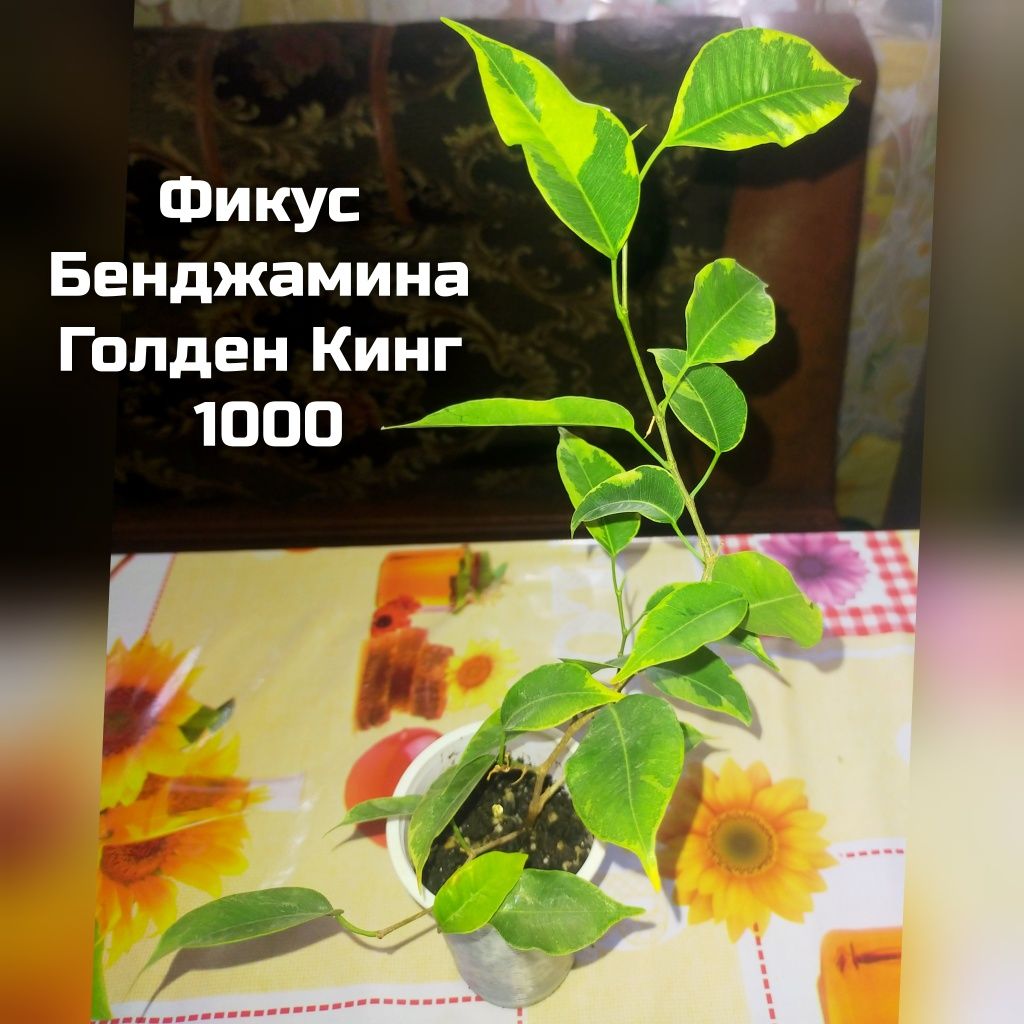 Комнатные растения