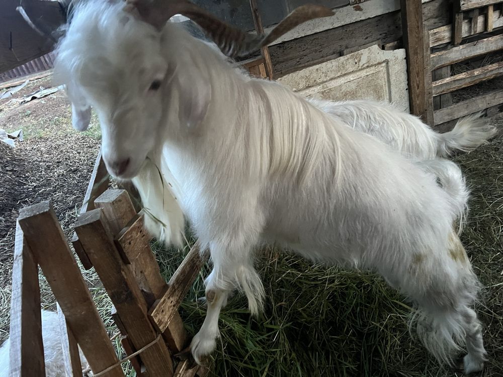 Продам козла 1 год