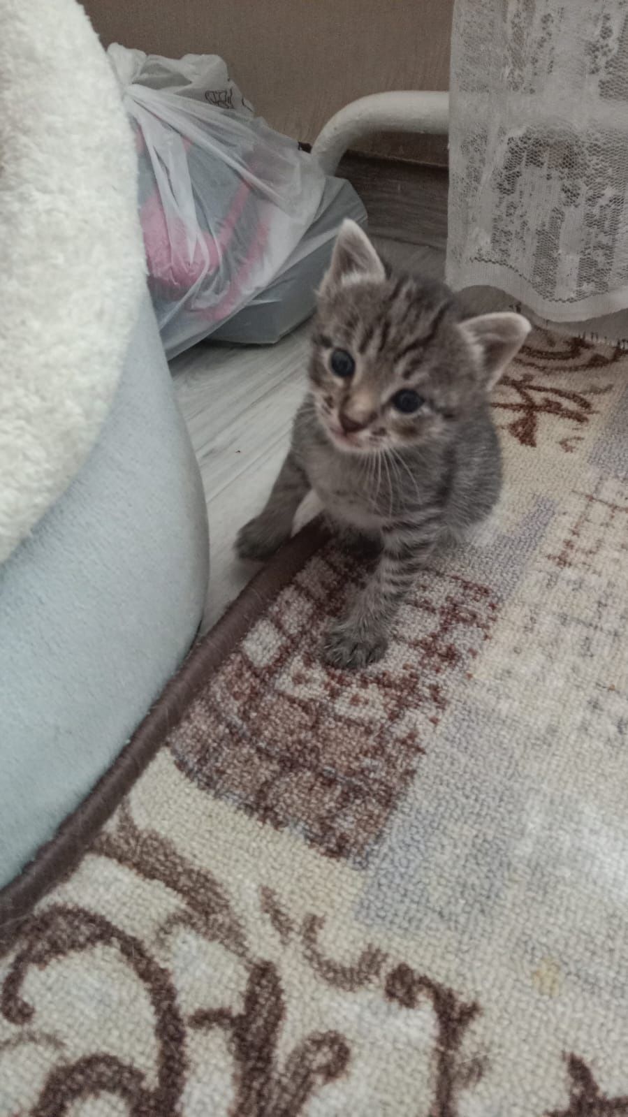 Отдам котят в добрые руки