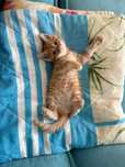 отдам котенка (девочка) в очень хорошие руки