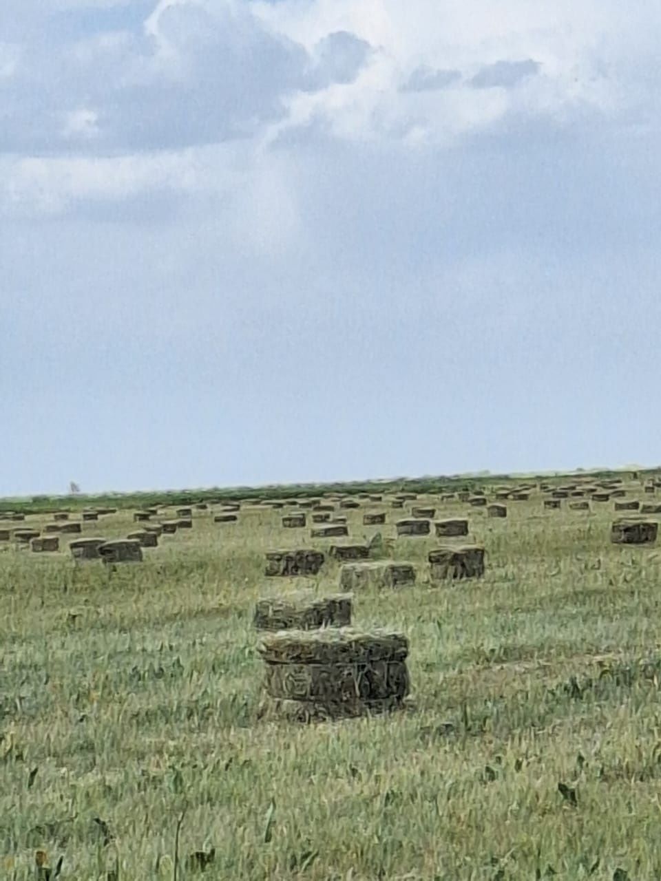 Жоңышқа сатам бірінші укос