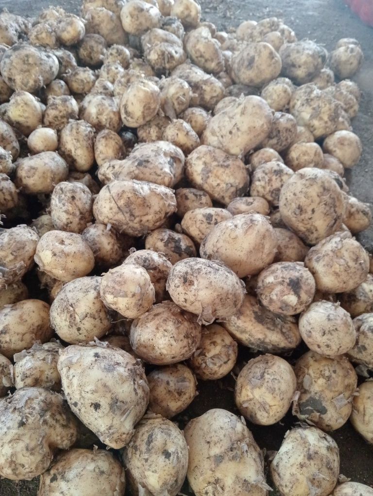 Продам молодой картофель нового урожая.