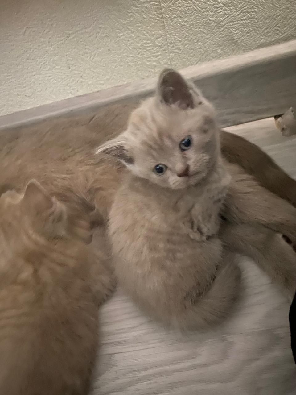 Продаётся кошка и котёнки