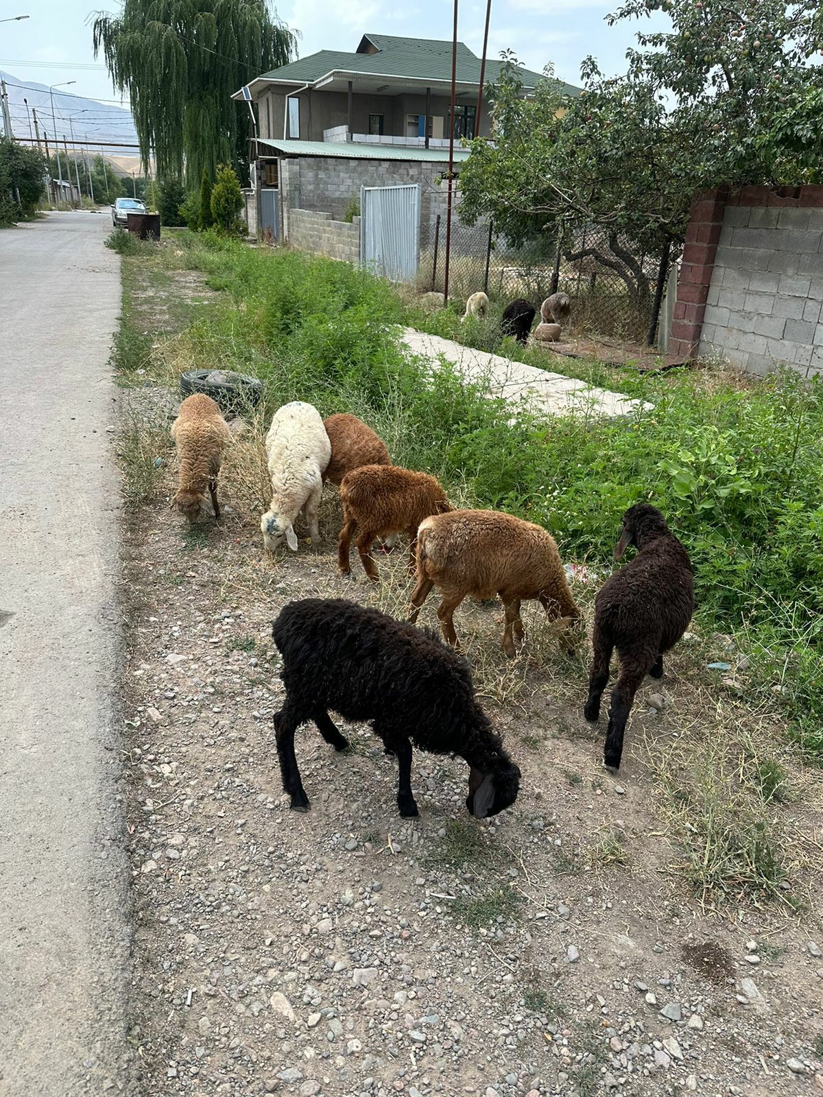 Срочно 28 бас қозы сатылады