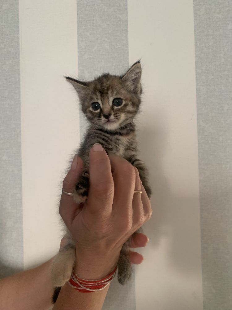 Котенок девочка бесплатно