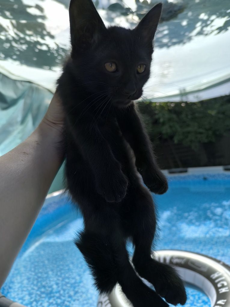 Котята от сиамской кошечки