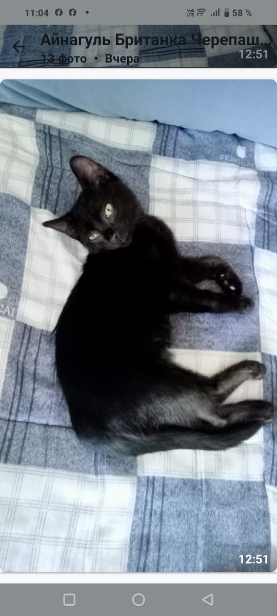 Котята мальчики и девочки 1.5месяцамесяца