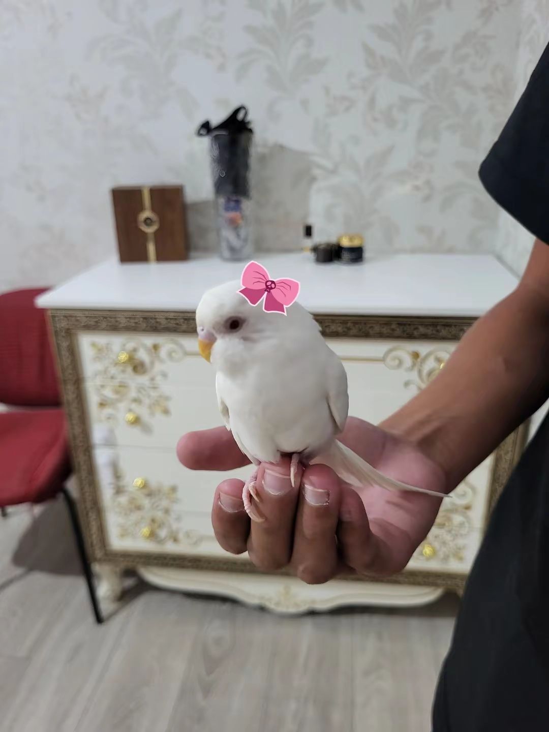 Папугай  прадаю с клеткой