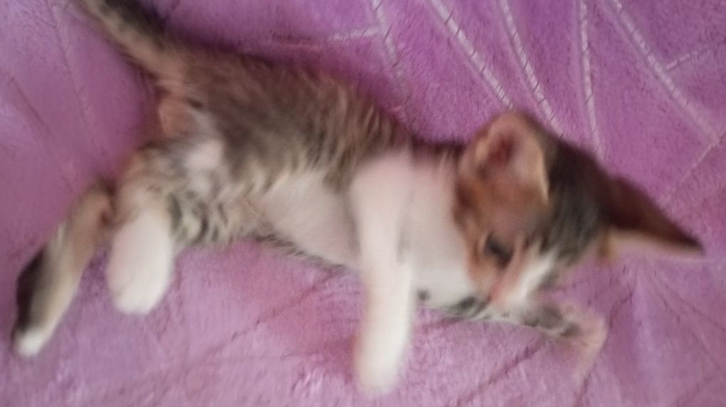 Котят марғау кошка