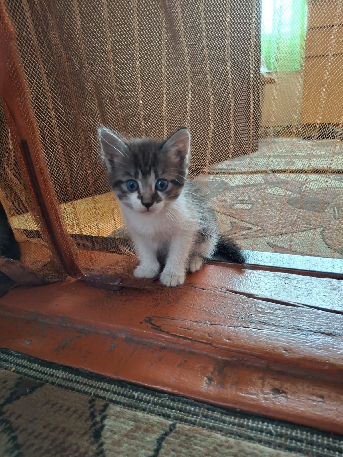 Котята в хорошие ручки!