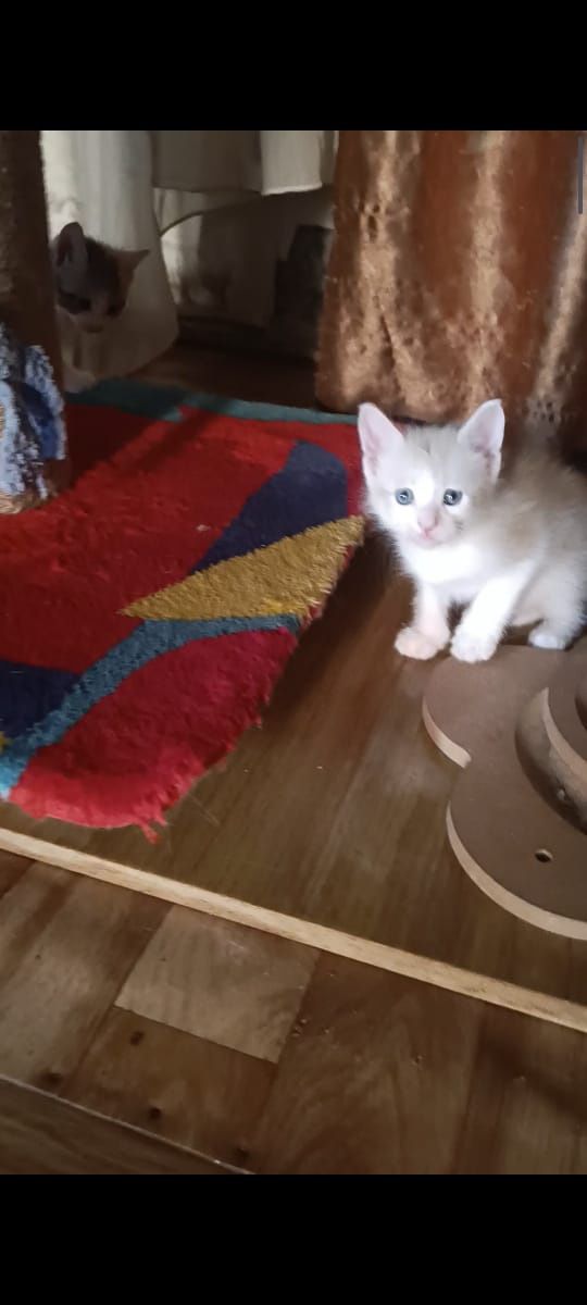 Продам котят Мейн Кун